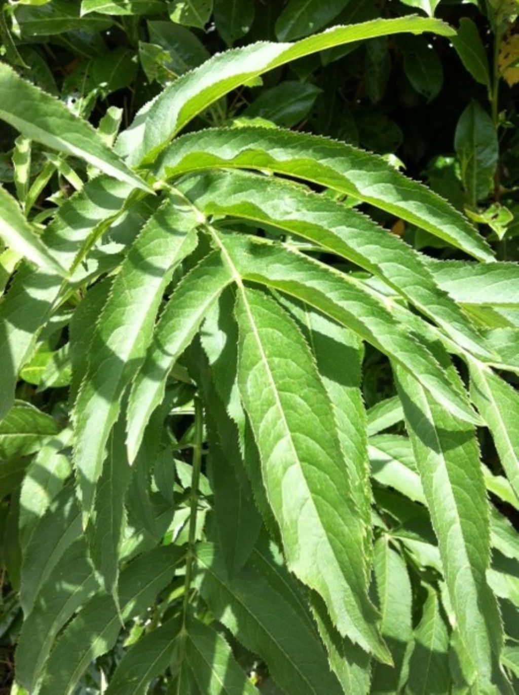 Sambucus ebulus